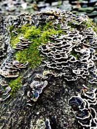 High angle view of mushroom growing on rock