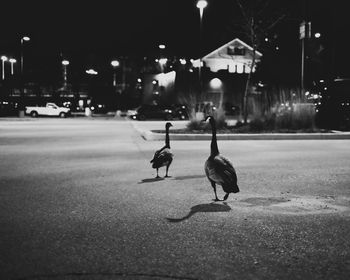 Birds on road at night