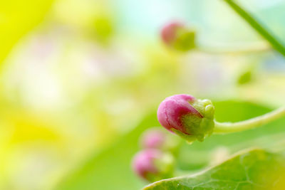 Close-up of flower buds growing on plant