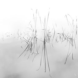 Close-up of plants against sky