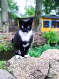 Portrait of a cat