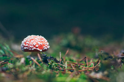 fungus