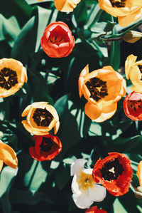 Close-up of yellow flowering plants