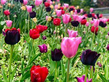 Close-up of pink tulips in field