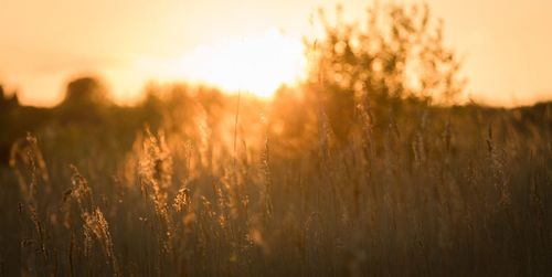 Close-up of grass at sunset