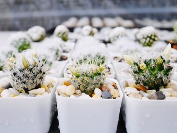 Close-up of cactus on flower pots on table
