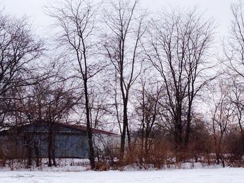 Bare trees on snow covered field
