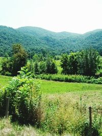 Scenic view of grassy field