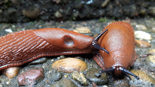 Close-up of slugs on wet stones