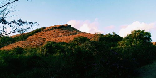 Low angle view of trees on mountain against sky