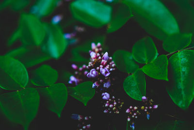 Close-up of flowers against blurred background