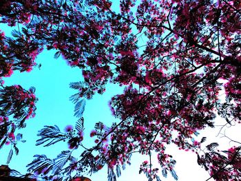 Low angle view of tree against sky