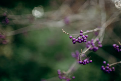 Close-up of purple flowering plant