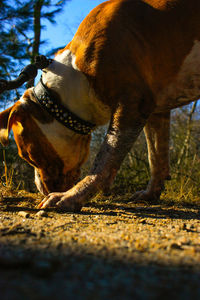 Side view of dog on field