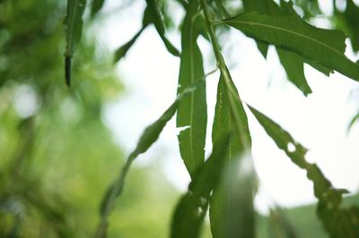 Close-up of leaves against blurred background