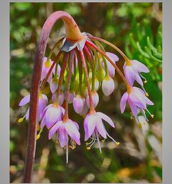 Close-up of pink flowers