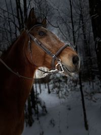 Close-up of a horse on snow