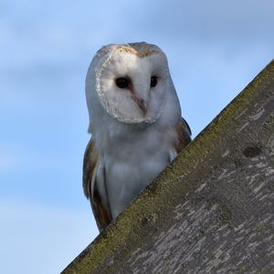 Low angle view of owl perching against sky