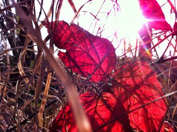 Sun shining through trees