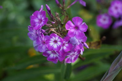 Close-up of purple flowers