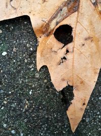 High angle view of autumn leaf on puddle