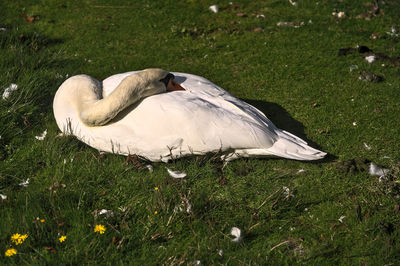 Swan on a field