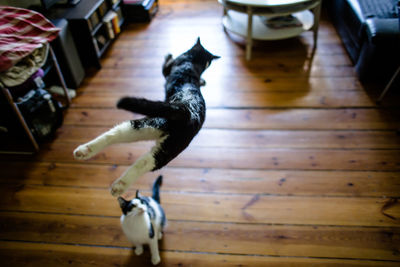 Cat jumping