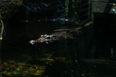 View of turtle swimming in lake