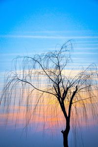 Bare trees against blue sky