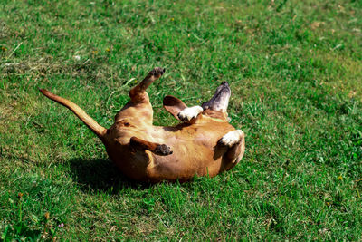 Candid portrait of daschund dog lying on the green grass in the park.