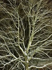 Full frame shot of bare tree during winter