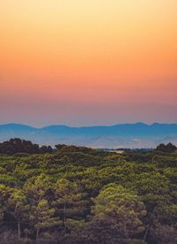 Scenic view of vineyard against sky during sunset