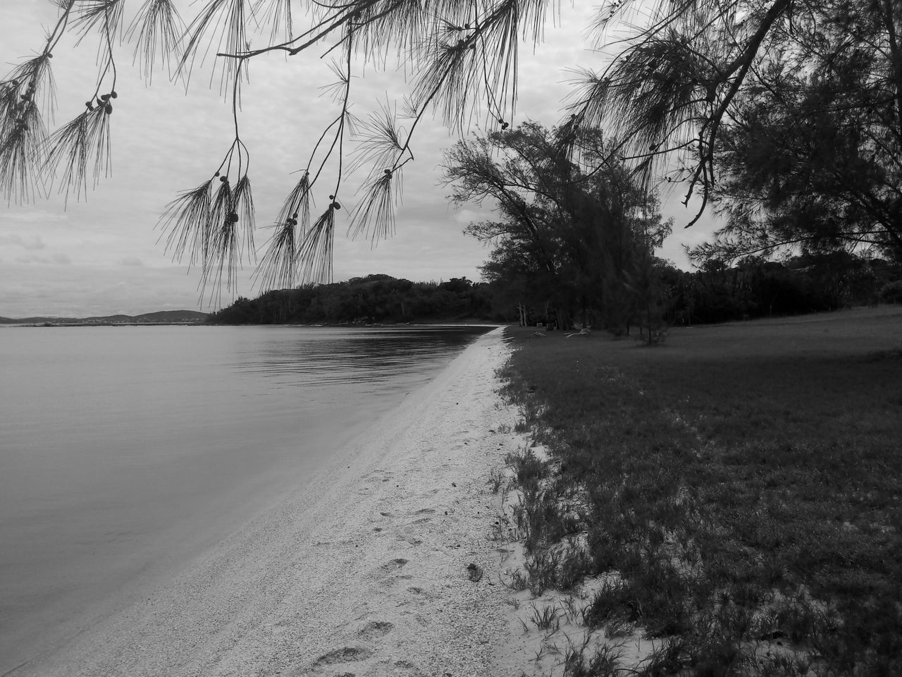 tree, plant, tranquility, water, beauty in nature, no people, sky, nature, tranquil scene, scenics - nature, growth, land, day, non-urban scene, outdoors, idyllic, lake, beach, environment