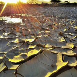 High angle view of autumn leaves on lake