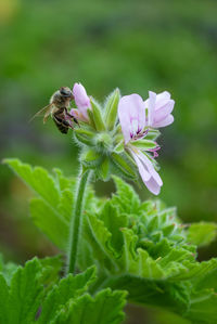 Close-up of insect on purple flower