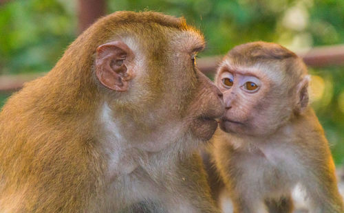 The macaque monkeys of monkey hill, phuket.