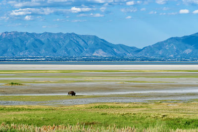 Scenic view of grassy field against mountains