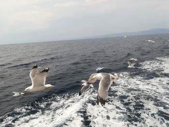 Swan flying over sea against sky