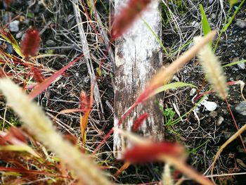 Close-up of lizard on tree