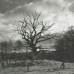 Bare trees on field against cloudy sky