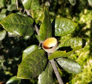 Close-up of mushroom on tree