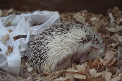 African hedgehog sleeps on sawdust in terrarium