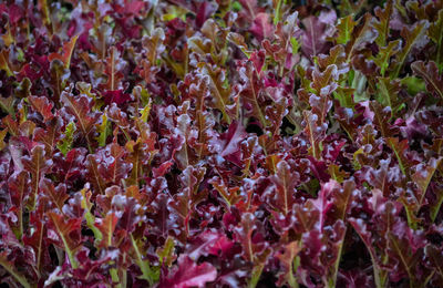 Close-up of purple flowering plants