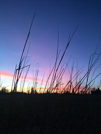 Close-up of silhouette plants on field against sky at sunset