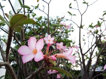 Close-up of pink flowers blooming outdoors