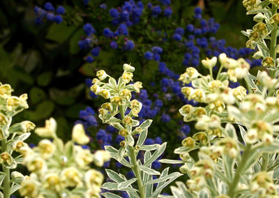 Close-up of flowers