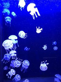 View of jellyfish swimming in sea