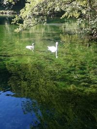 Swans in lake