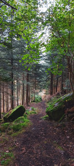 Footpath amidst trees in forest