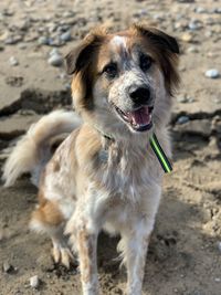 Portrait of dog on beach